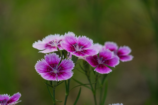 石竹花