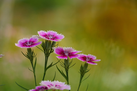 石竹花