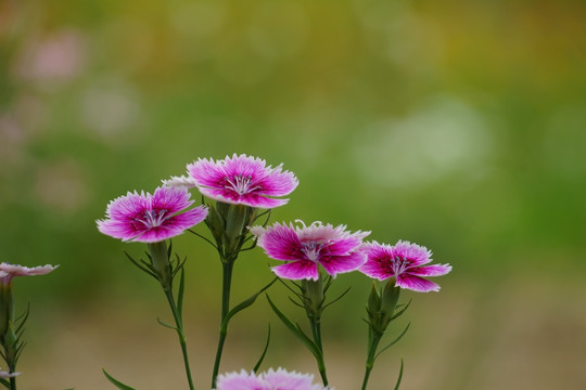 石竹花
