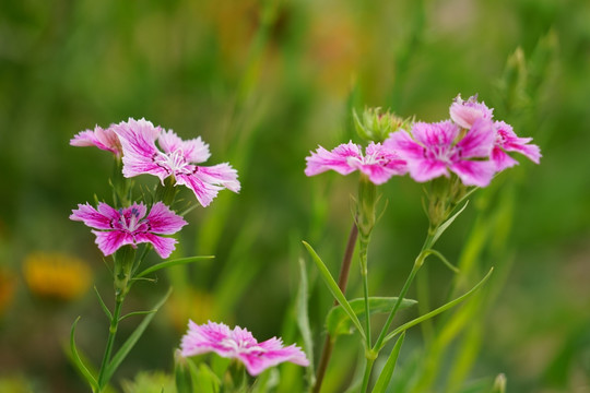 石竹花