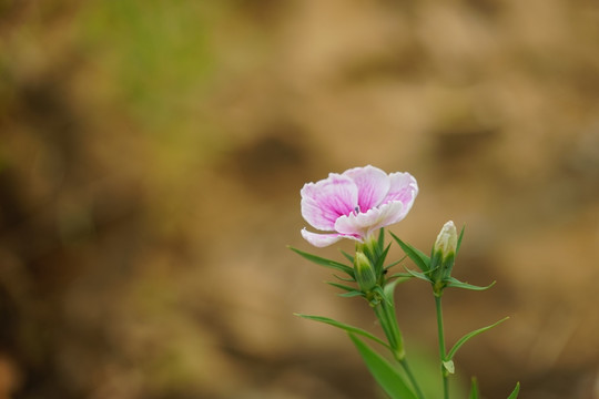 石竹花