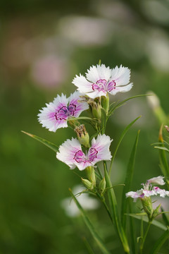 石竹花