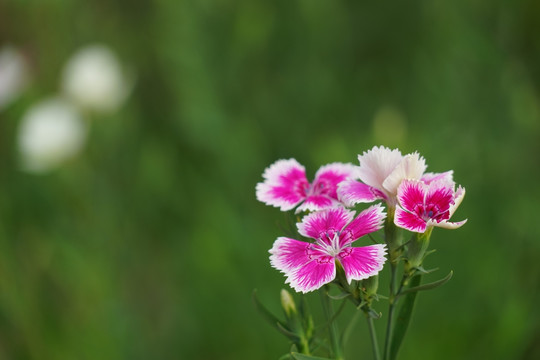 石竹花