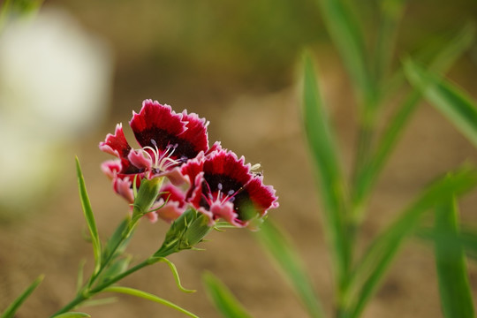 石竹花