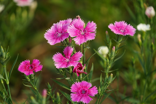 石竹花