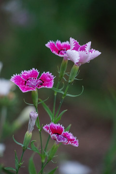 石竹花