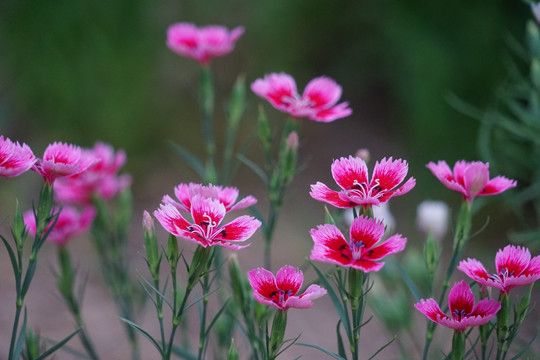 石竹花