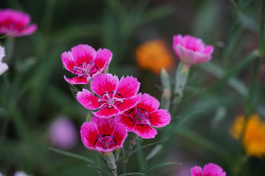 石竹花