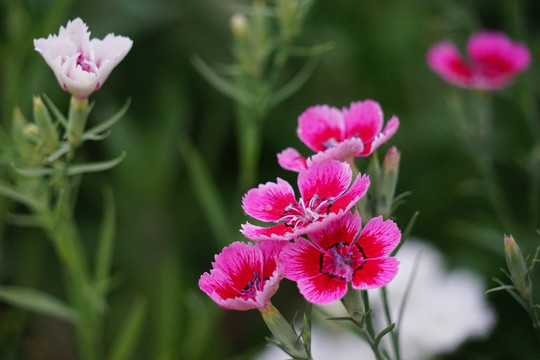 石竹花