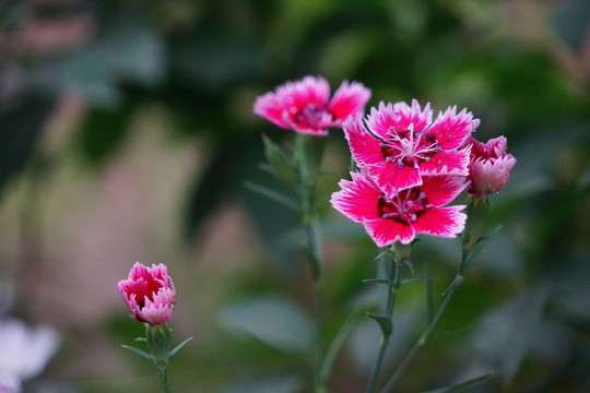 石竹花