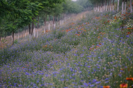 石竹花