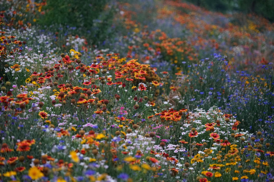 石竹花