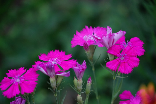 石竹花