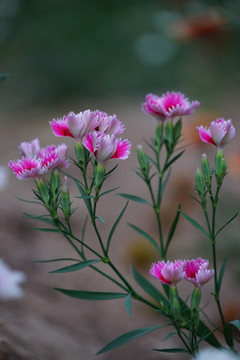 石竹花