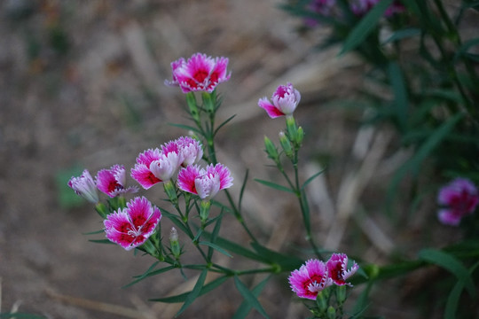 石竹花