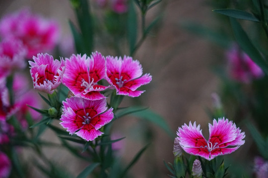 石竹花
