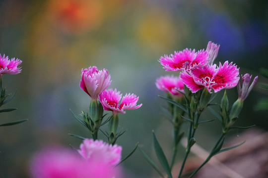 石竹花