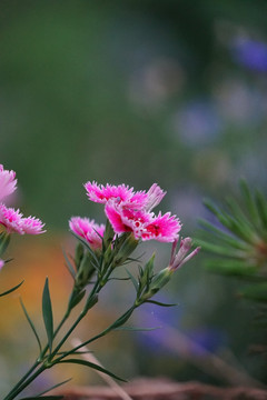 石竹花