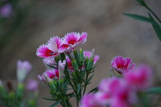 石竹花