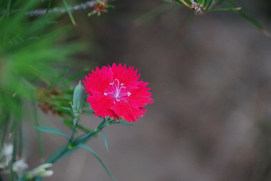 石竹花