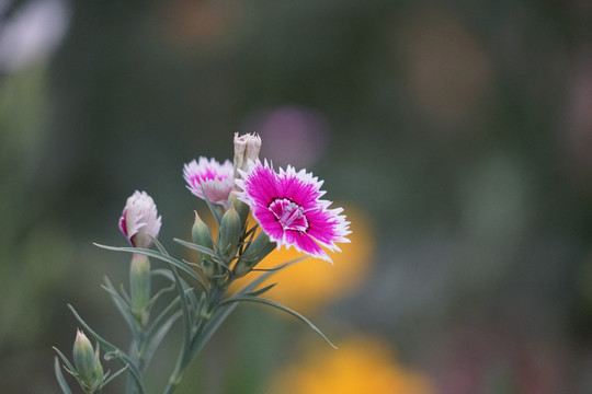 石竹花