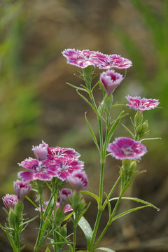 石竹花