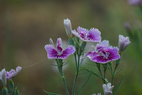 石竹花