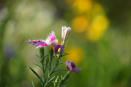 石竹花