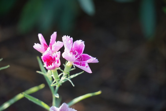 石竹花