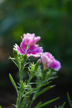 石竹花