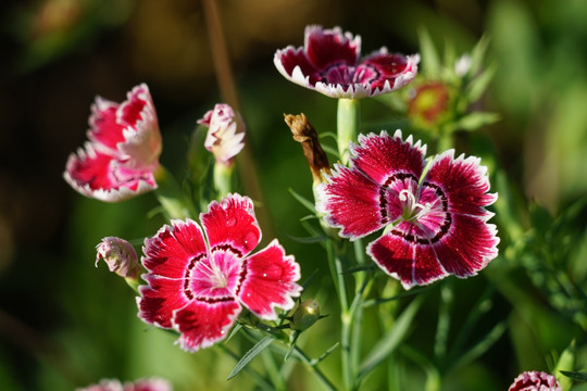 石竹花