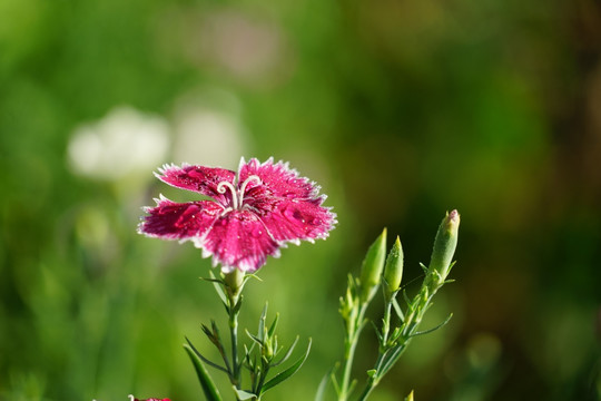 石竹花