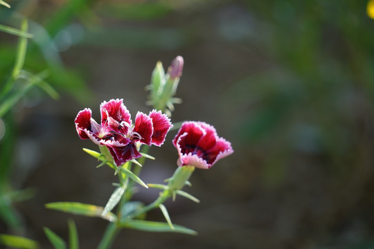 石竹花