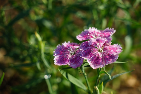 石竹花