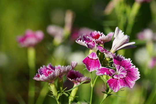 石竹花