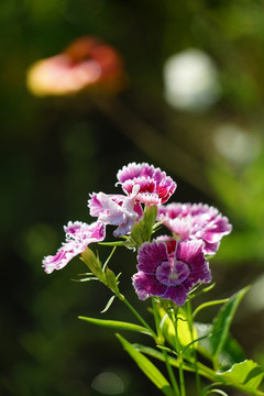 石竹花