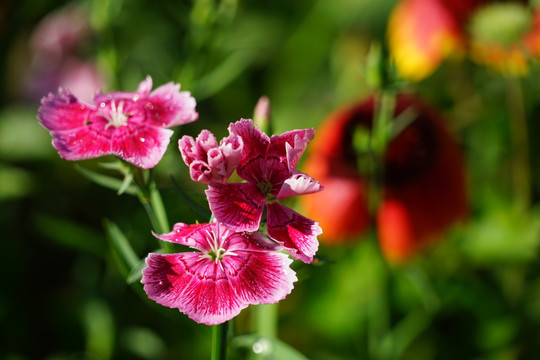 石竹花