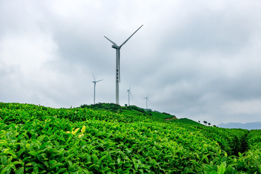 风力风车 风能发电 茶山茶园