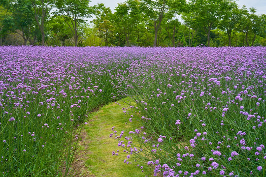 柳叶马鞭草 高清大画幅