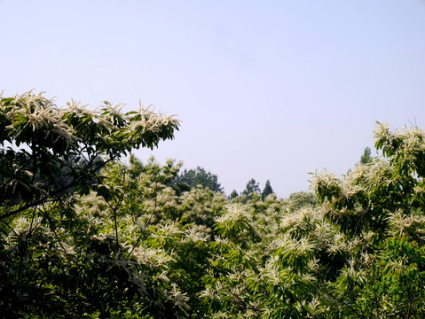 开花的板栗树林