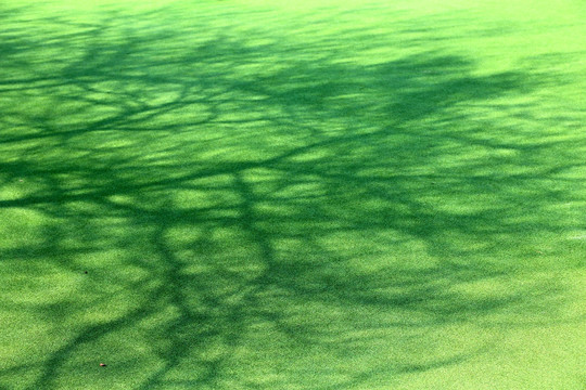 绿地上的树枝影