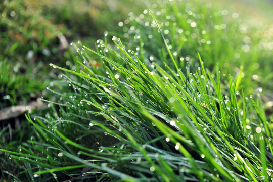 雨后绿草水珠