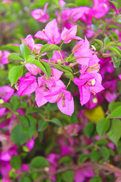 高清紫色花盆景