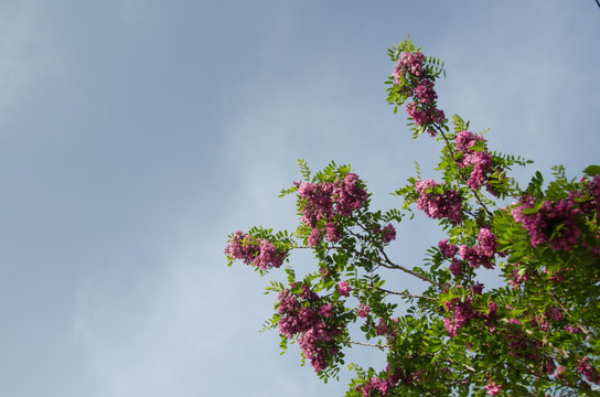 槐树 槐花 紫色