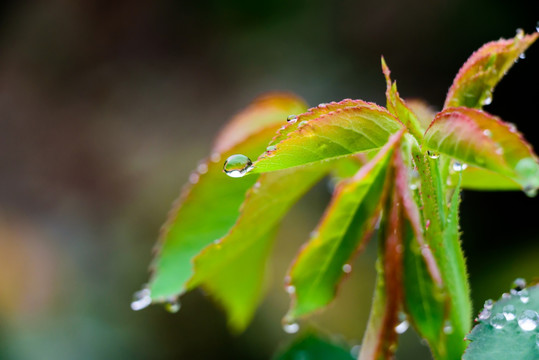 月季花叶上的水珠