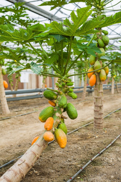 温室木瓜树种植