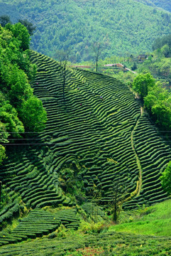 茶园