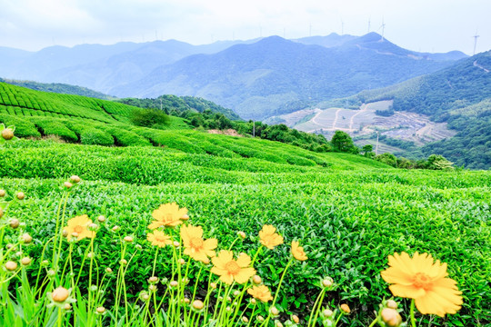 茶场茶树 茶叶产区