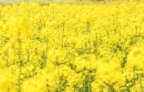 油菜花