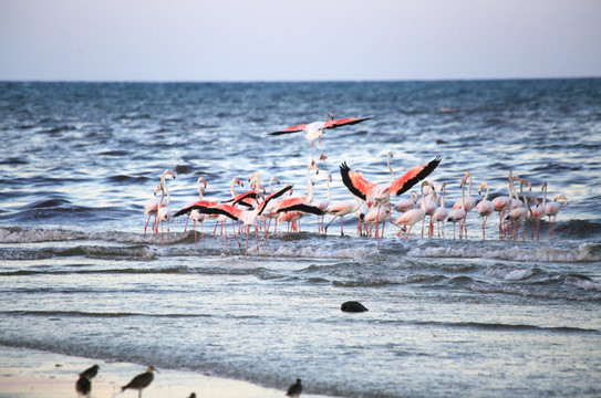 非洲坦桑尼亚海边火烈鸟群起飞
